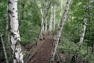 Ruderalvegetation im Netz der Schienen